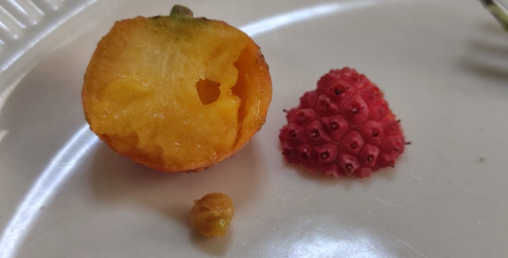 ヤマボウシの種