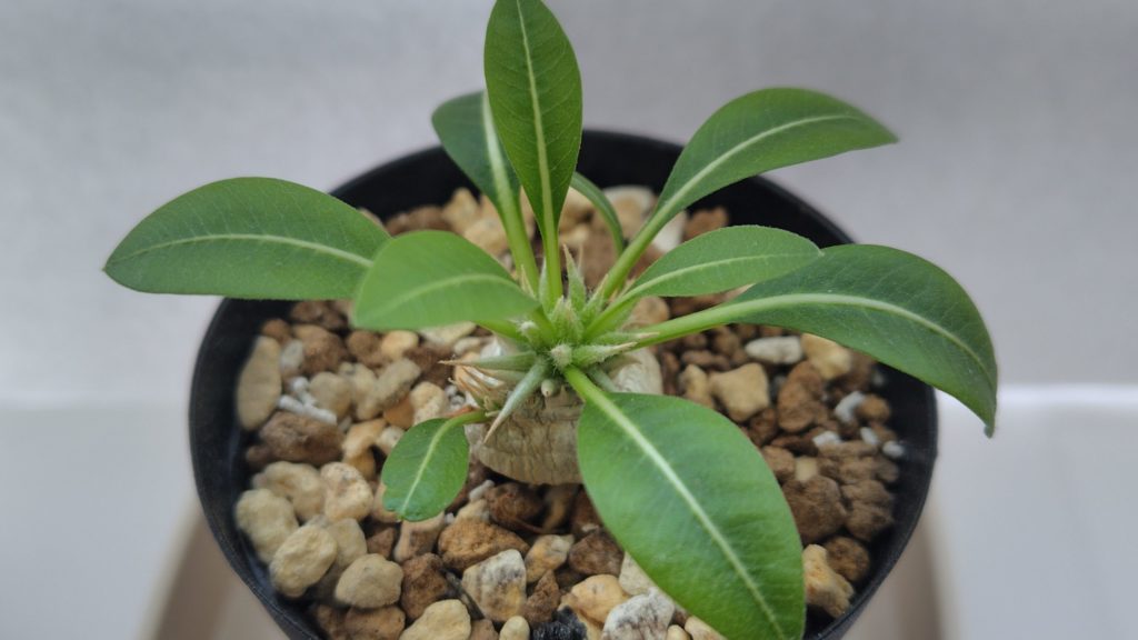 パキポディウム