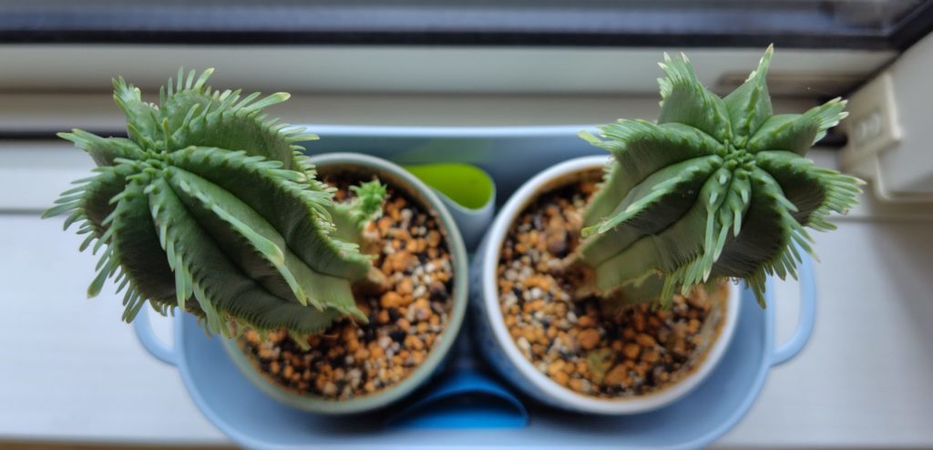 カメレオンヘルメット