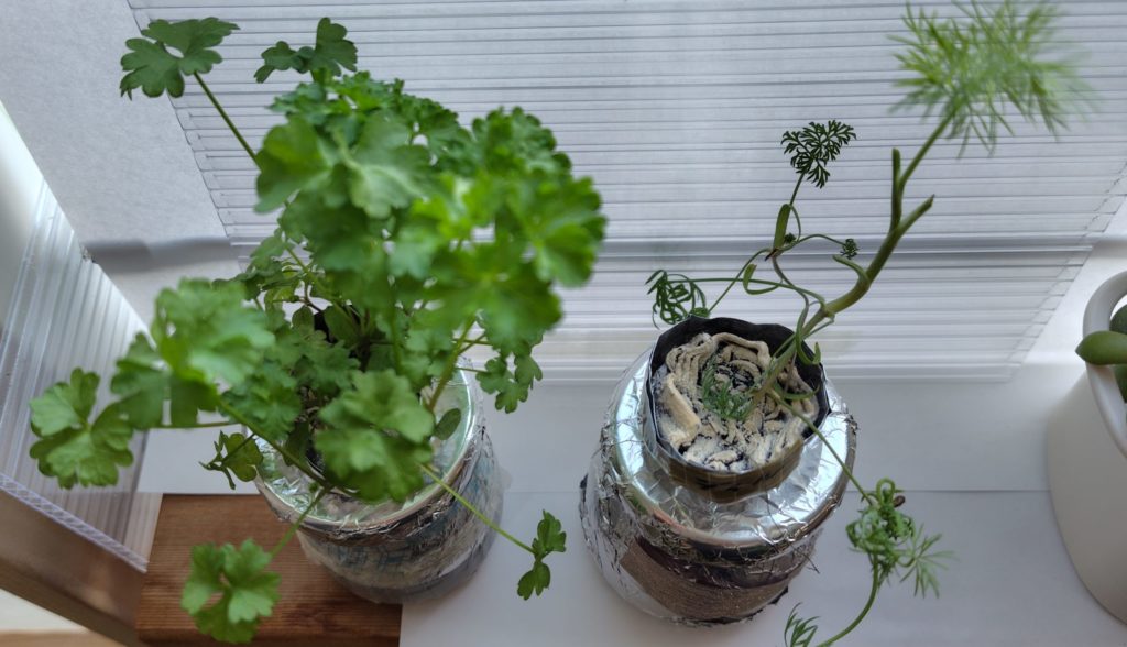 水耕栽培のパセリとディル