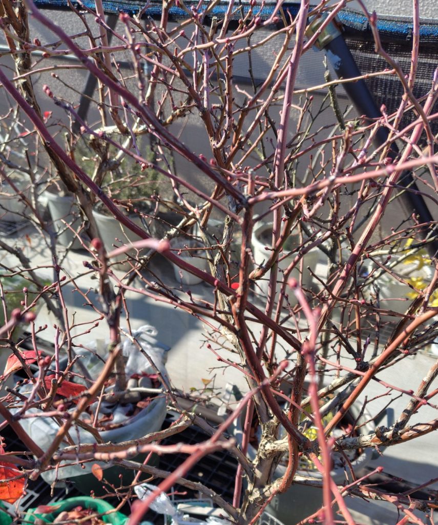 真冬のブルーベリー