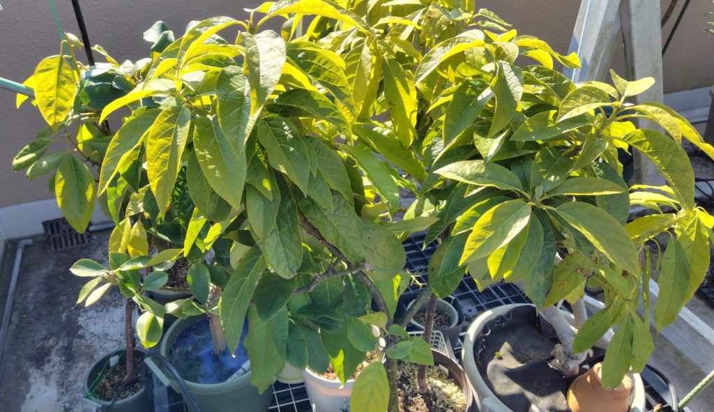 真冬のアボカド