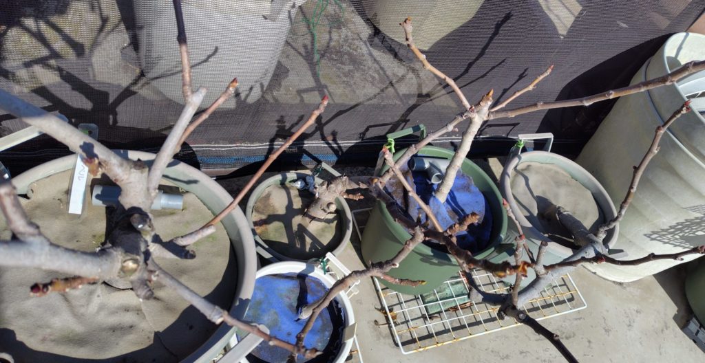 真冬のいちじく