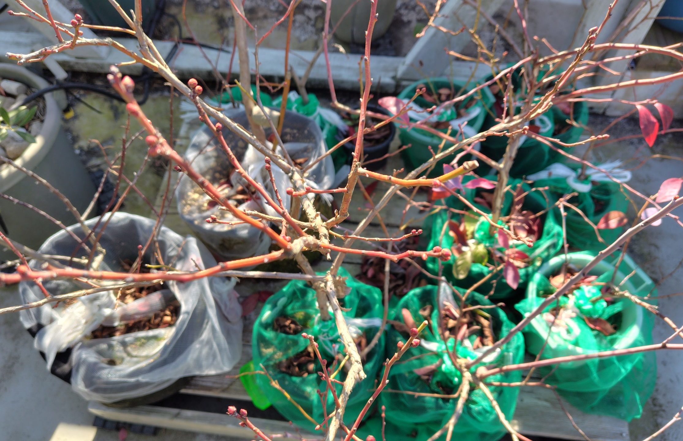 真冬のブルーベリー