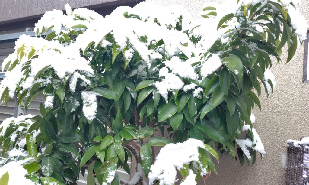 雪を払い落としたライチ