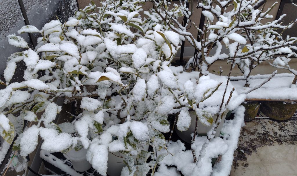 柑橘類に積もった雪