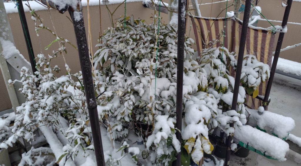 避難していた果樹類