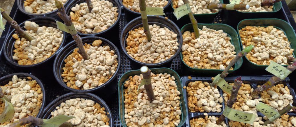 挿し木した状況