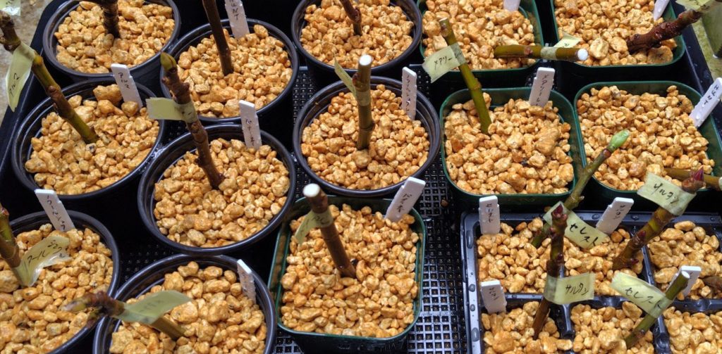 挿し木した状況