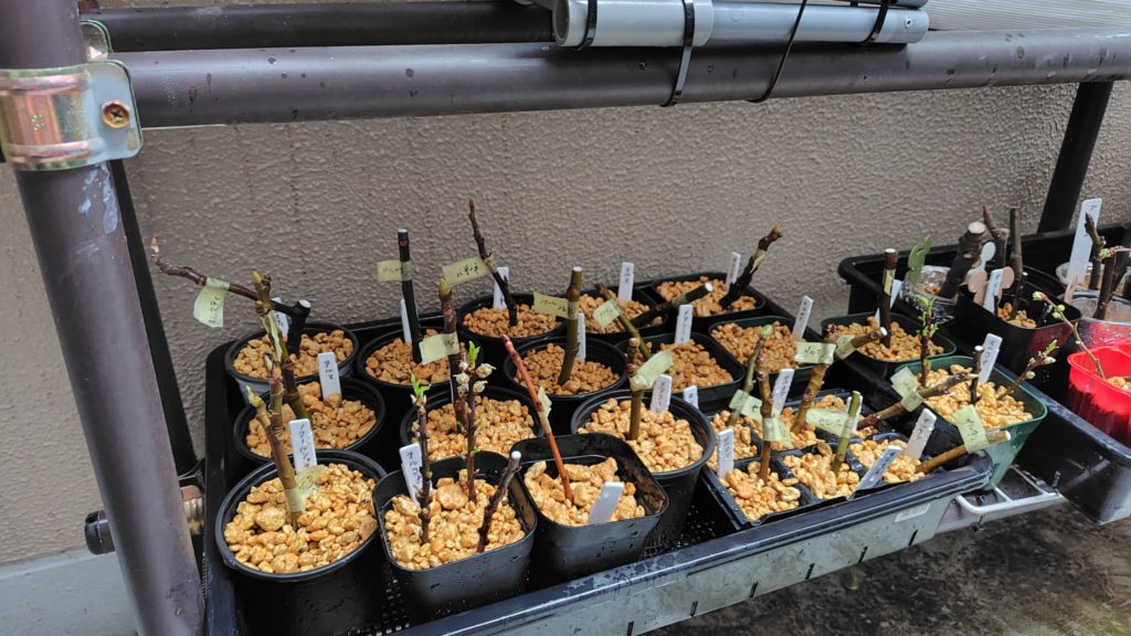 挿し木の管理場所