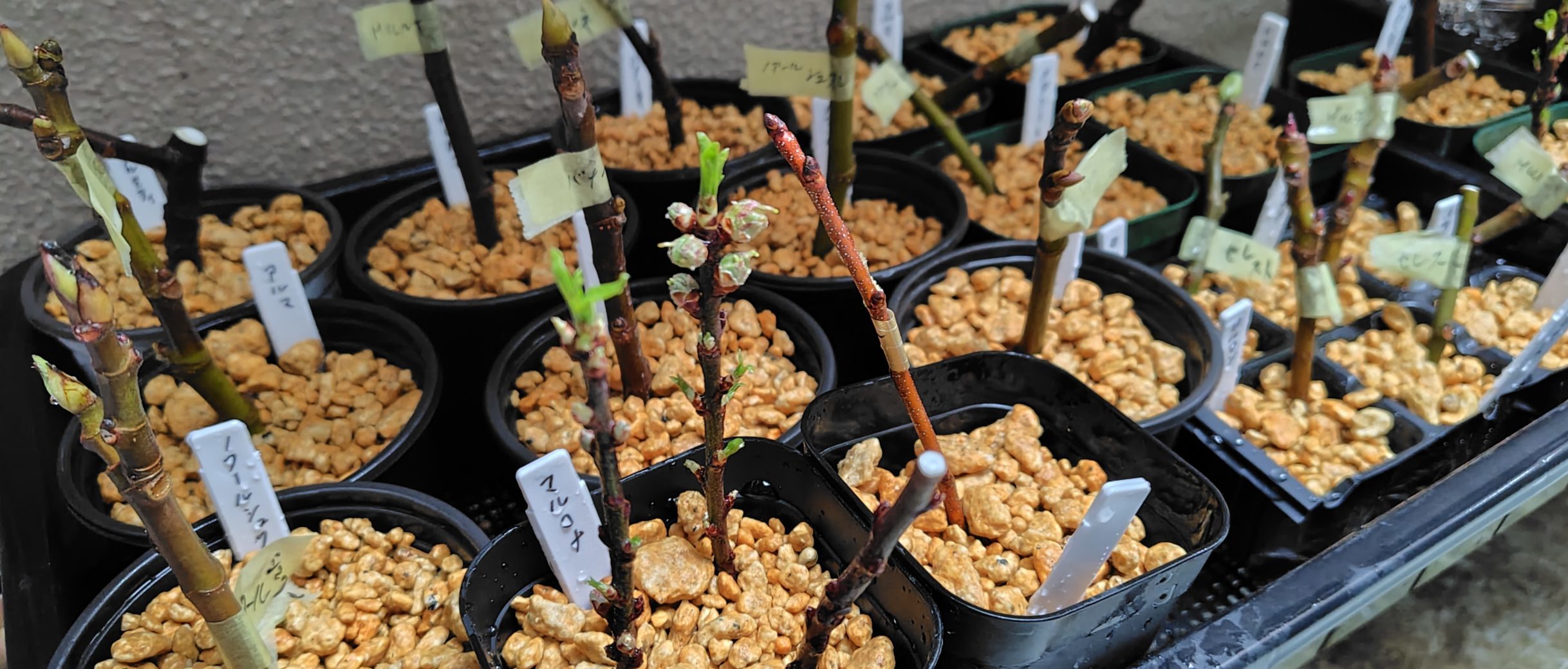 挿し木の管理場所