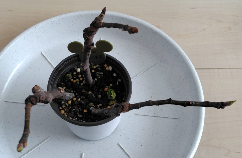 挿し木の発根の状態