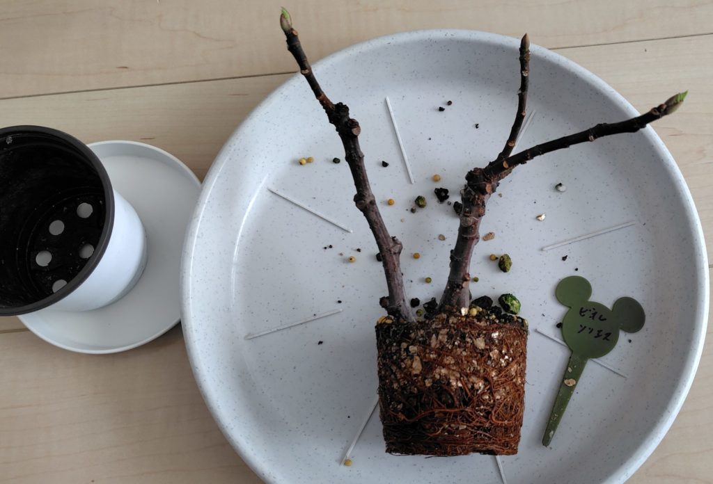 挿し木の発根の状態