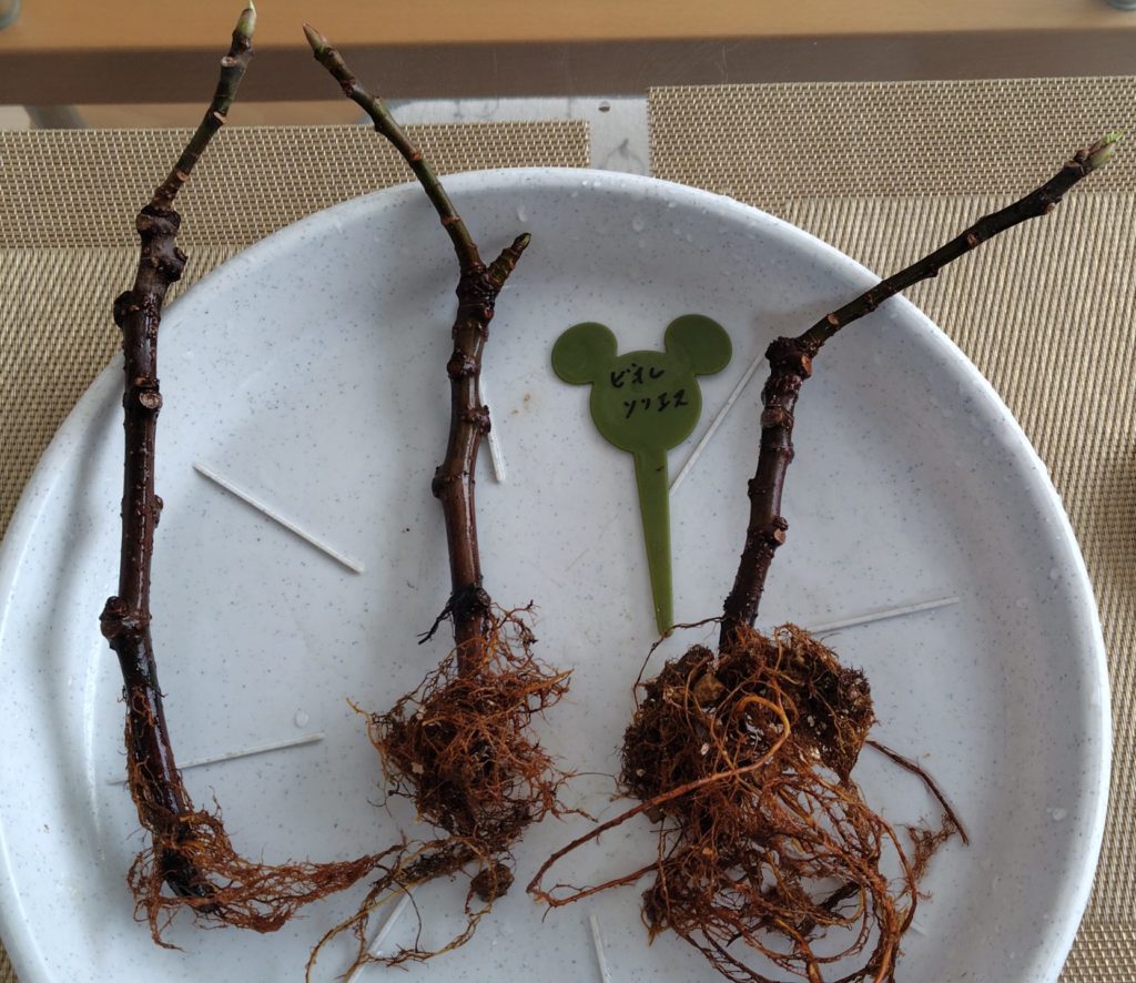 挿し木の発根の状態