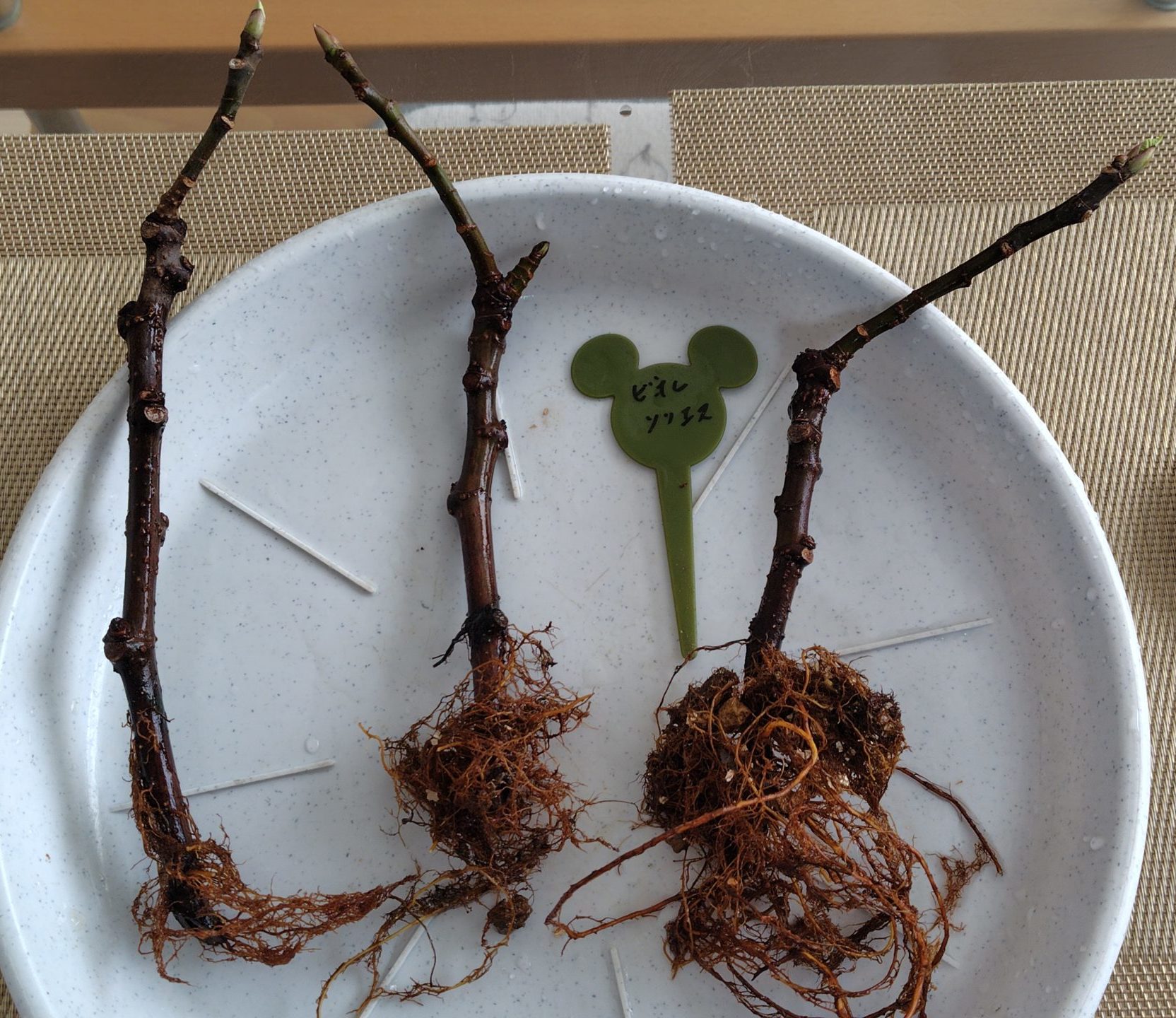 挿し木の発根の状態