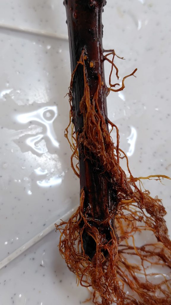 挿し木の発根の状態