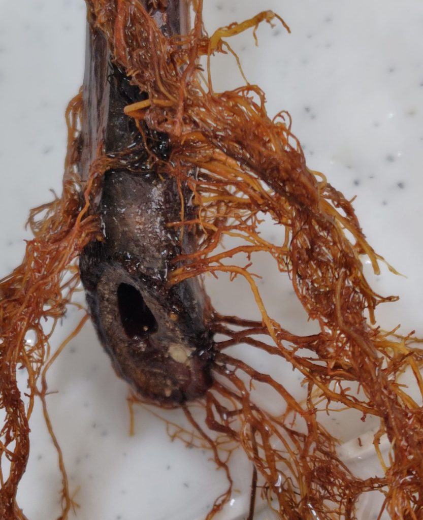 挿し木の発根の状態