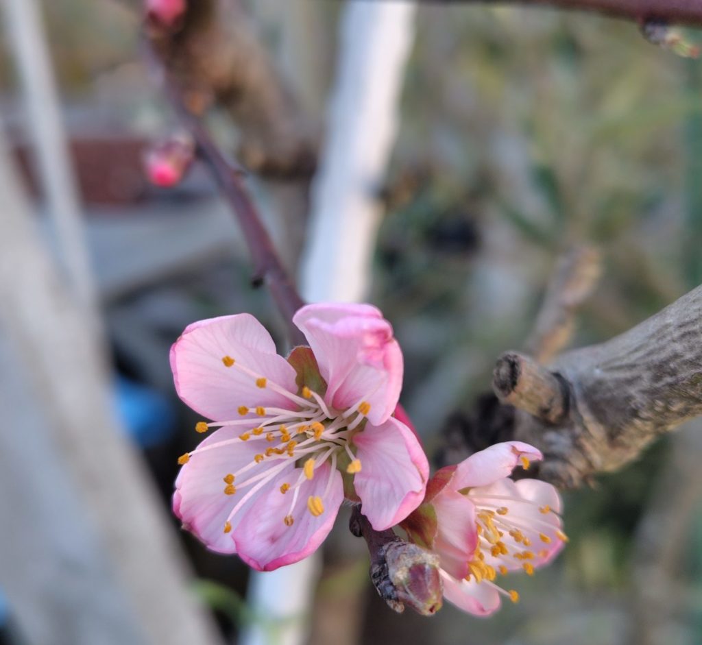 果樹の花の様子