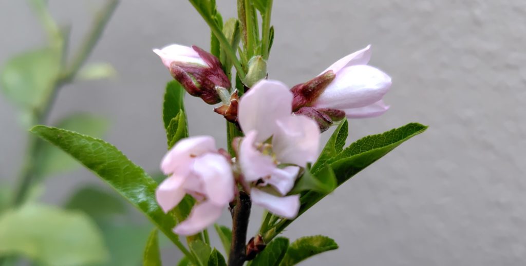 果樹の花の様子