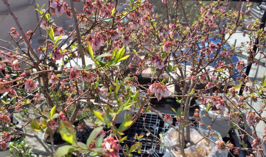 果樹の花の様子