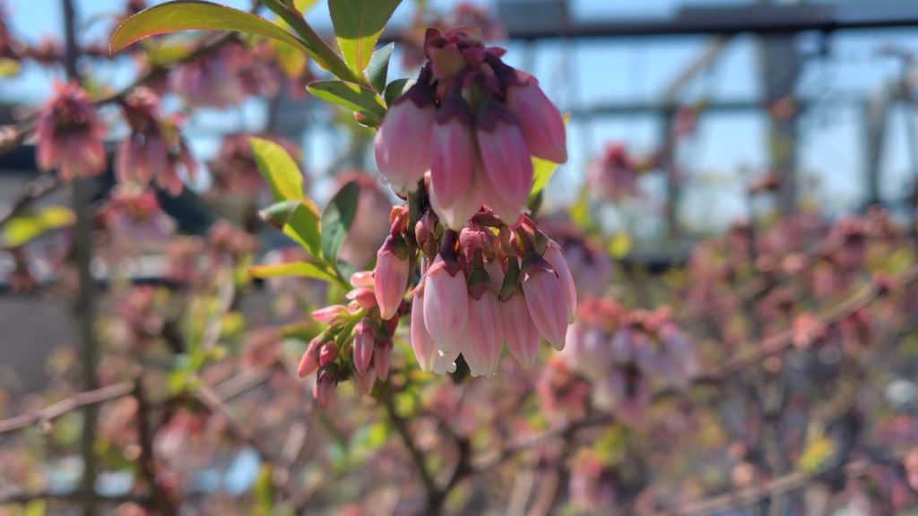 果樹の花の様子