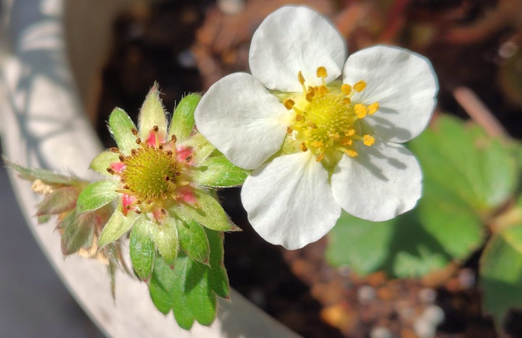 果樹の花の様子
