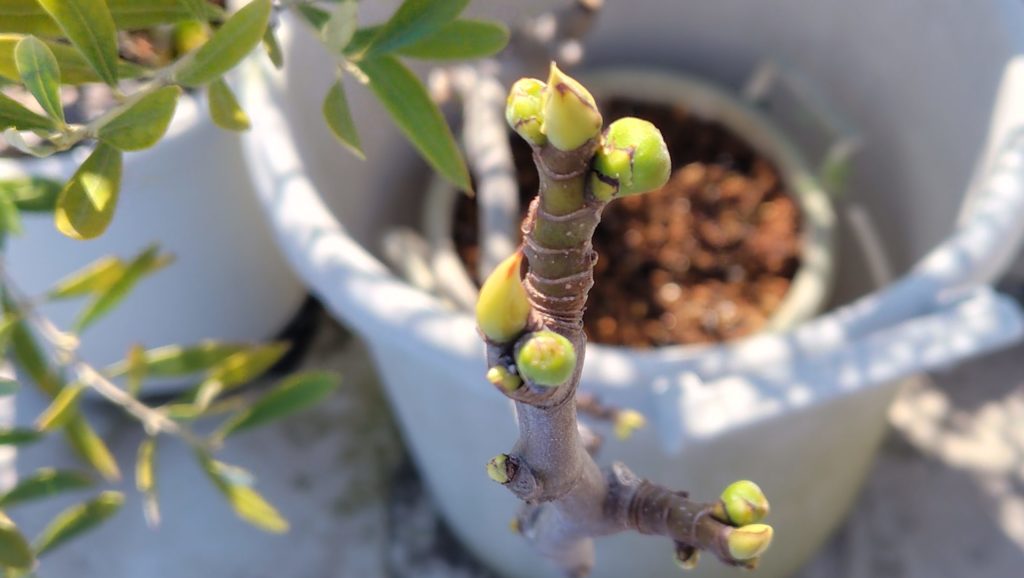 果樹の花の様子