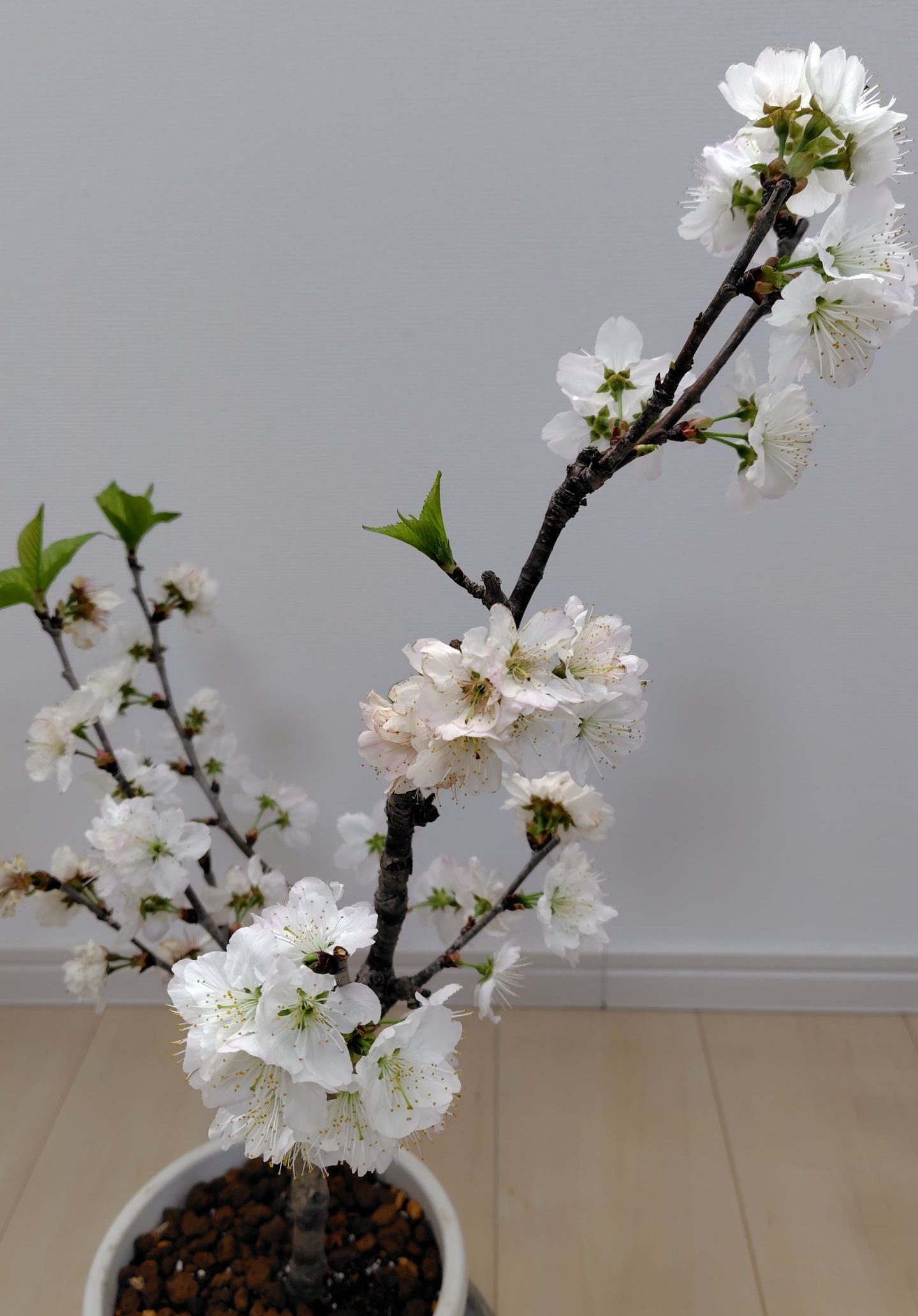 果樹の花の様子