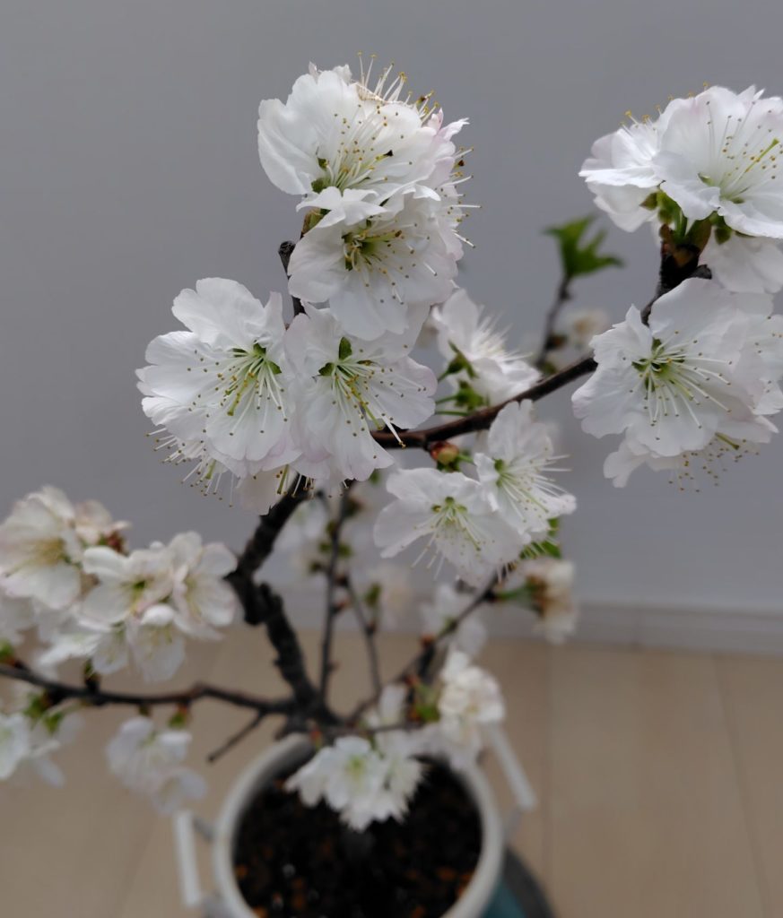 果樹の花の様子