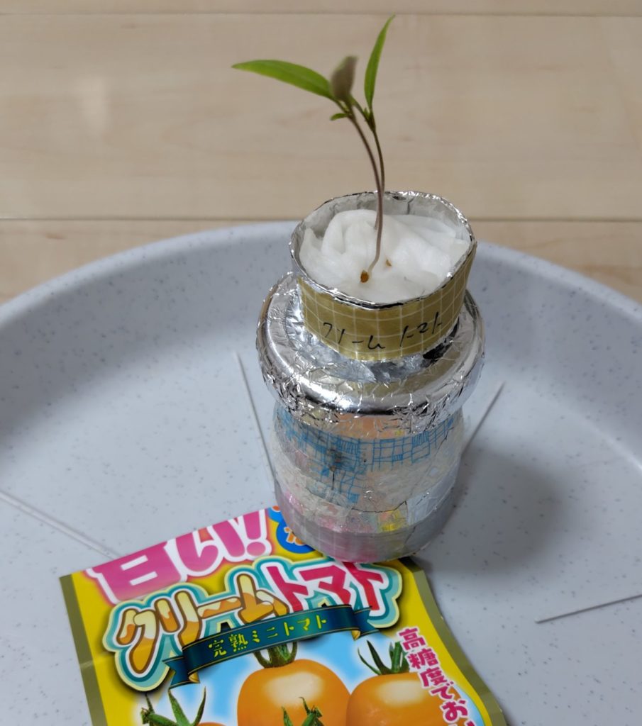 クリームトマト