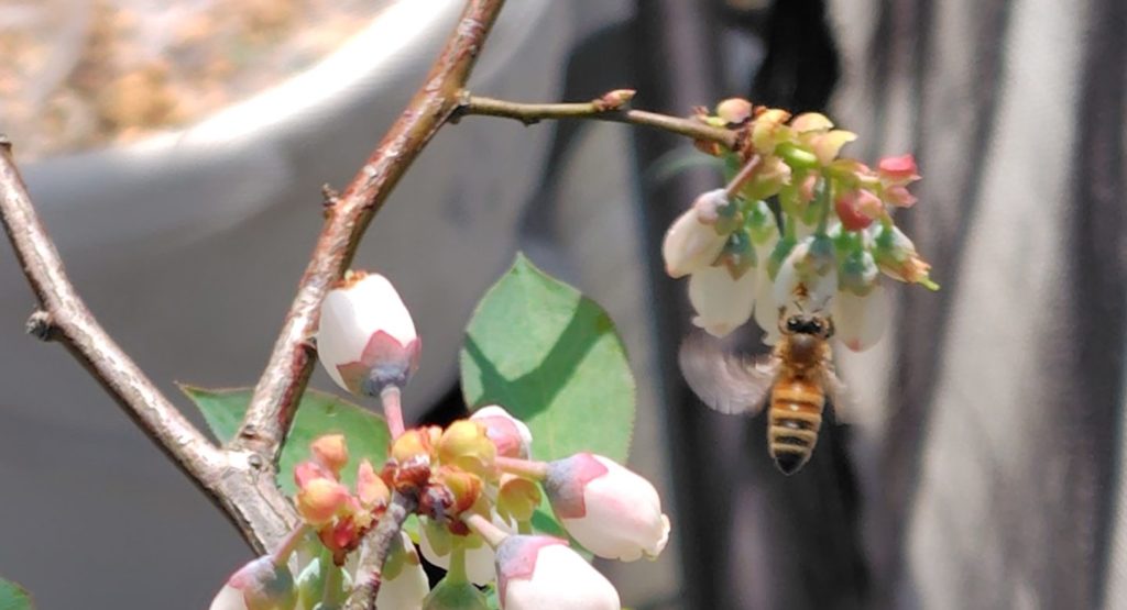 セイヨウミツバチ