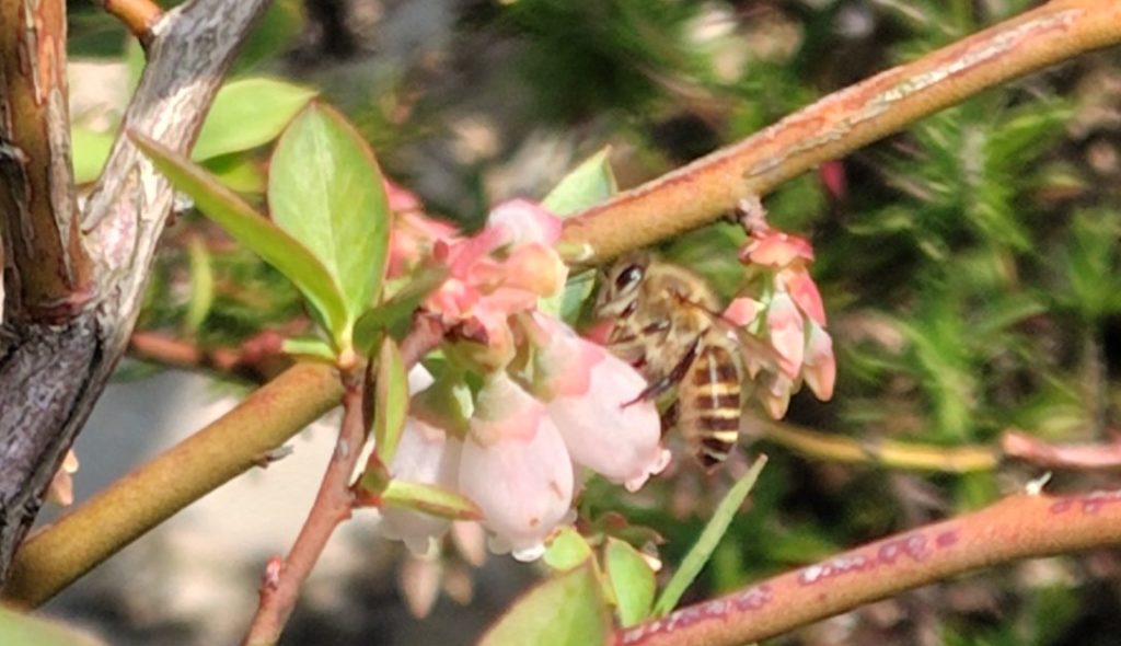 セイヨウミツバチ