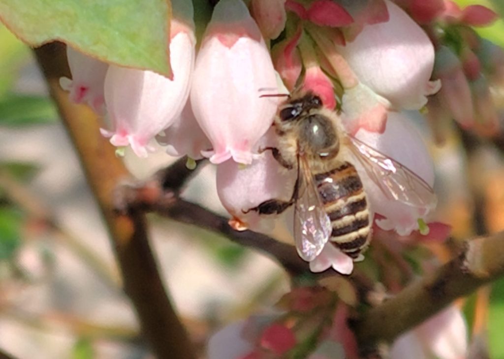 ニホンミツバチ