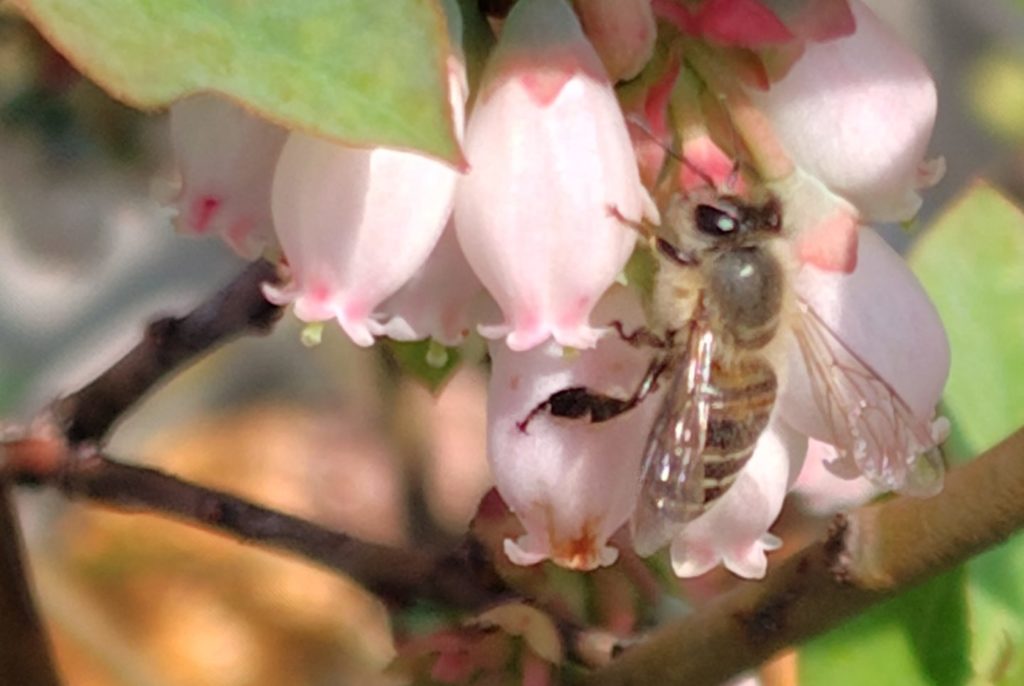 ニホンミツバチ