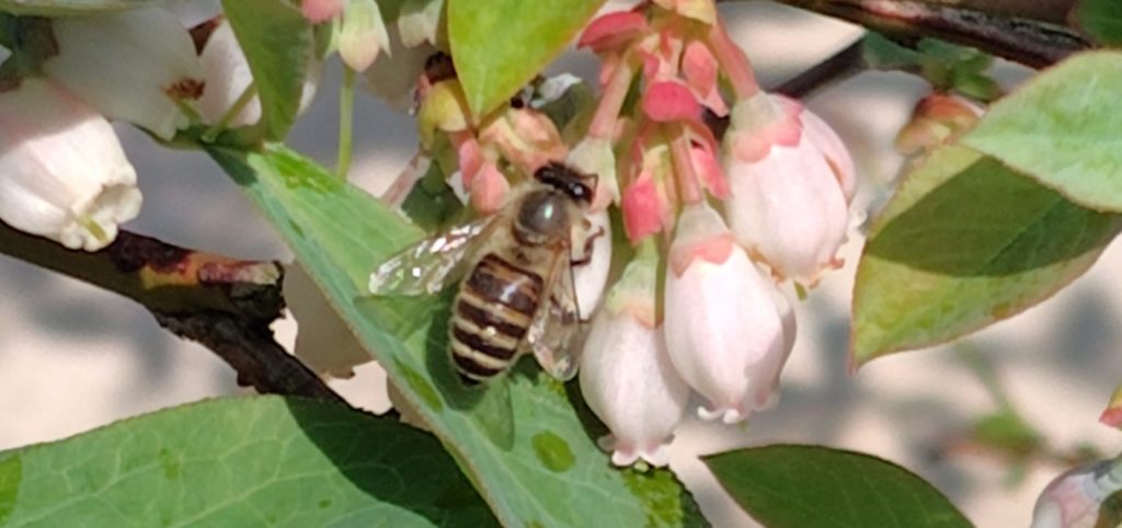 ニホンミツバチ