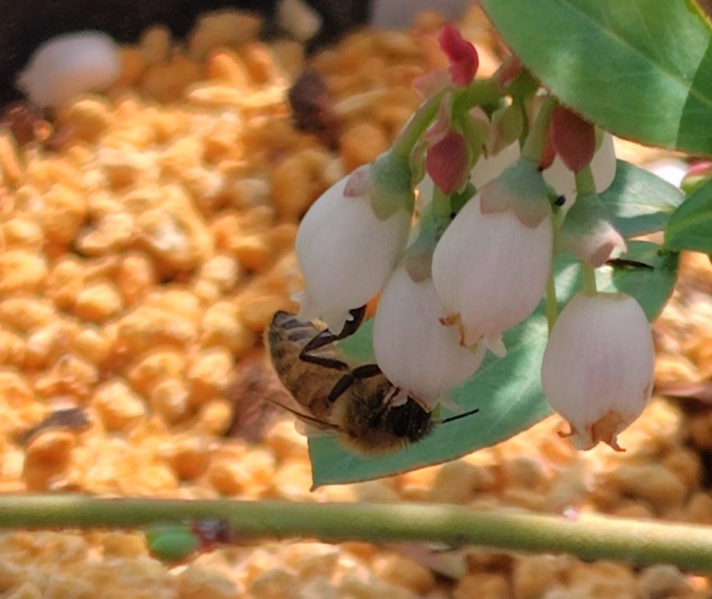 セイヨウミツバチ