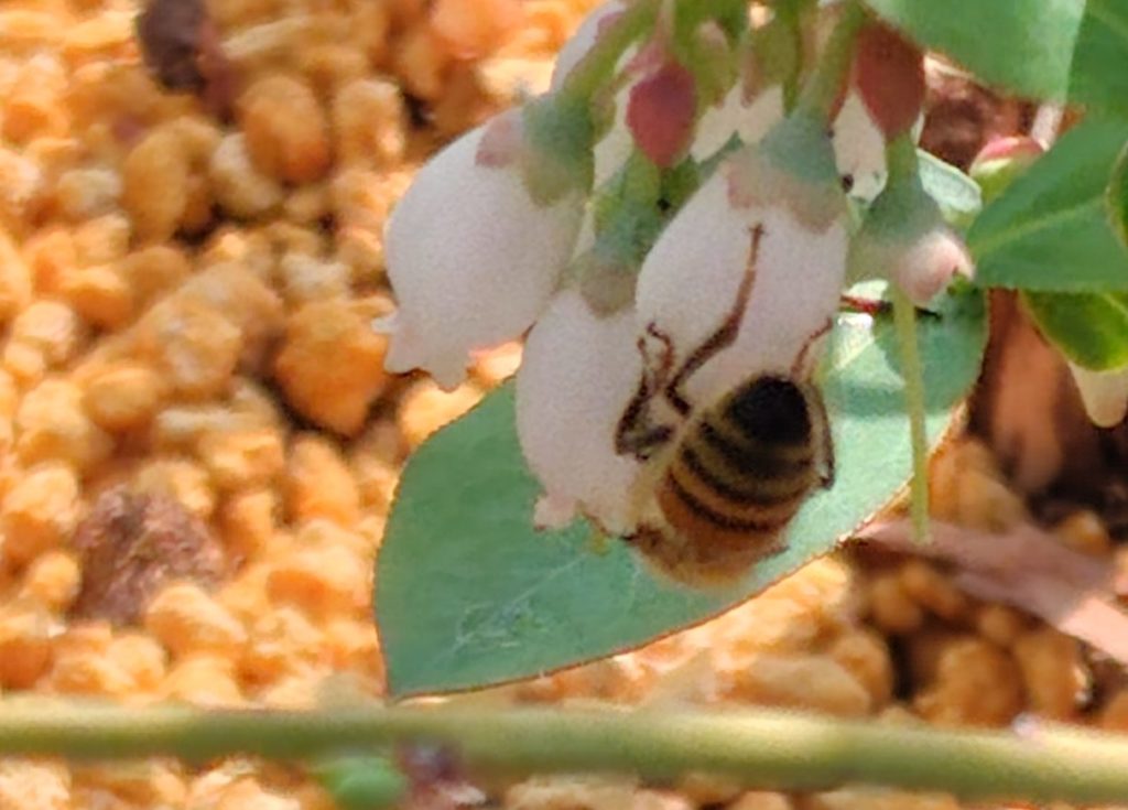 セイヨウミツバチ