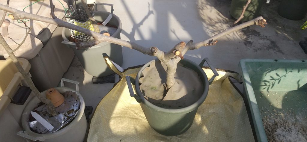 鉢植えの同じ鉢への植え替え