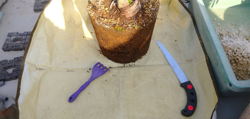 鉢植えの同じ鉢への植え替え