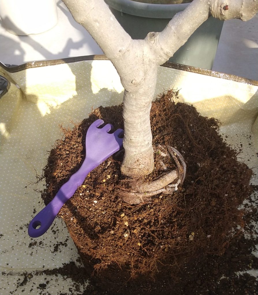 鉢植えの同じ鉢への植え替え