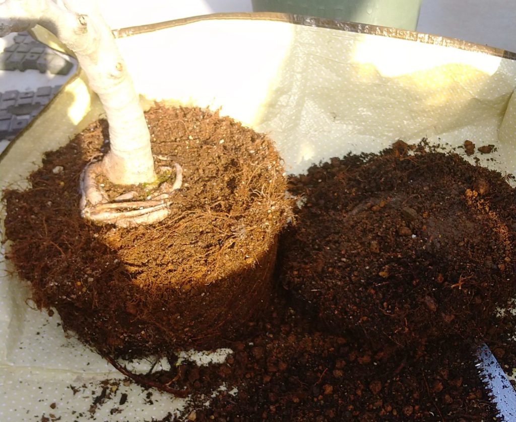 鉢植えの同じ鉢への植え替え