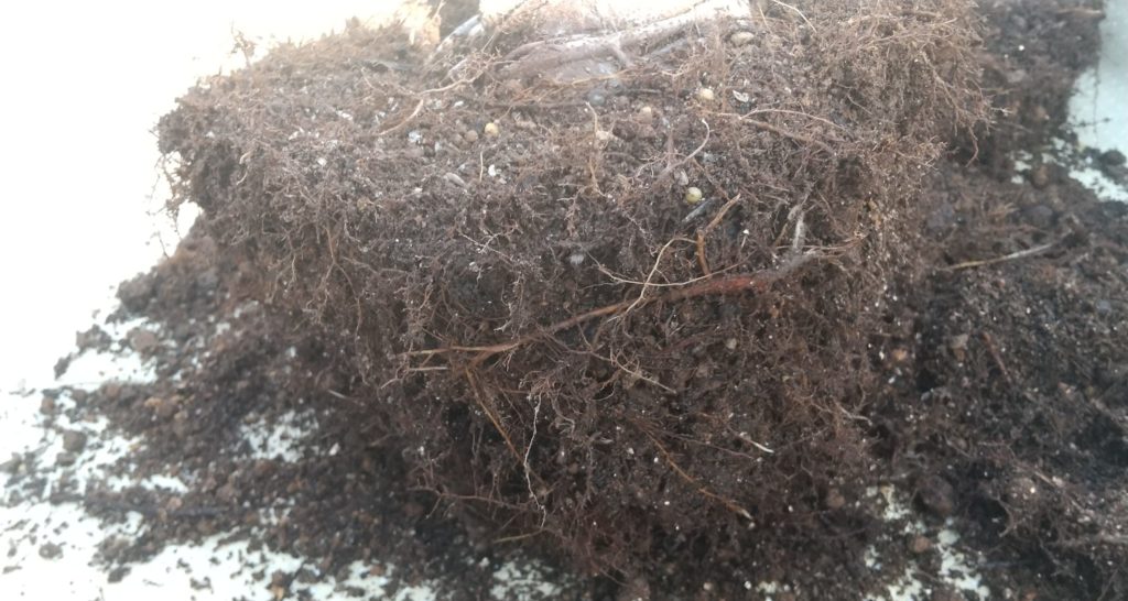 鉢植えの同じ鉢への植え替え