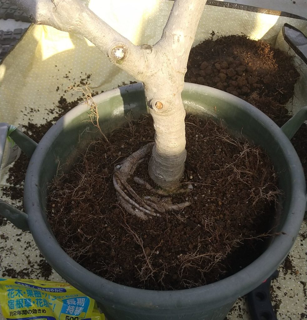 鉢植えの同じ鉢への植え替え