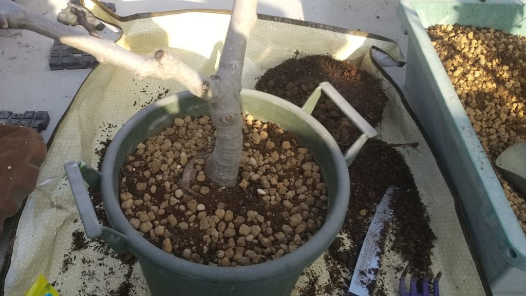 鉢植えの同じ鉢への植え替え